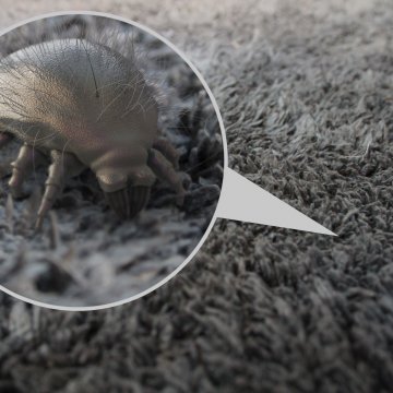dust mite magnified robot vacuum cleaners